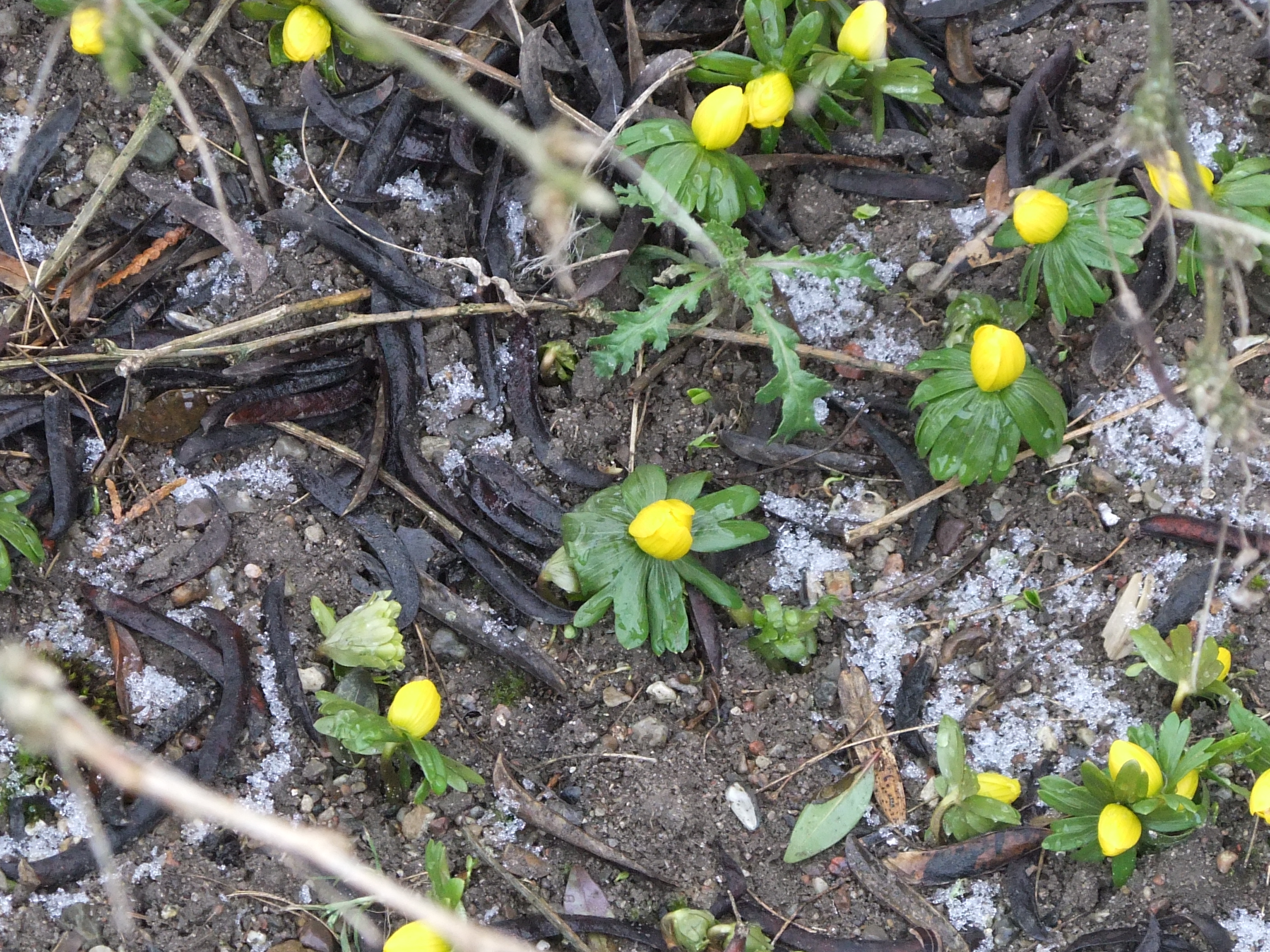 仕事ないよぉ!!@デンマーク