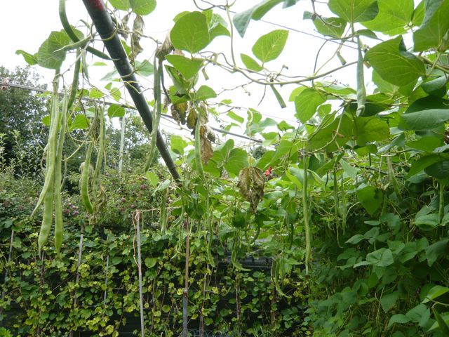 私の趣味@イギリス