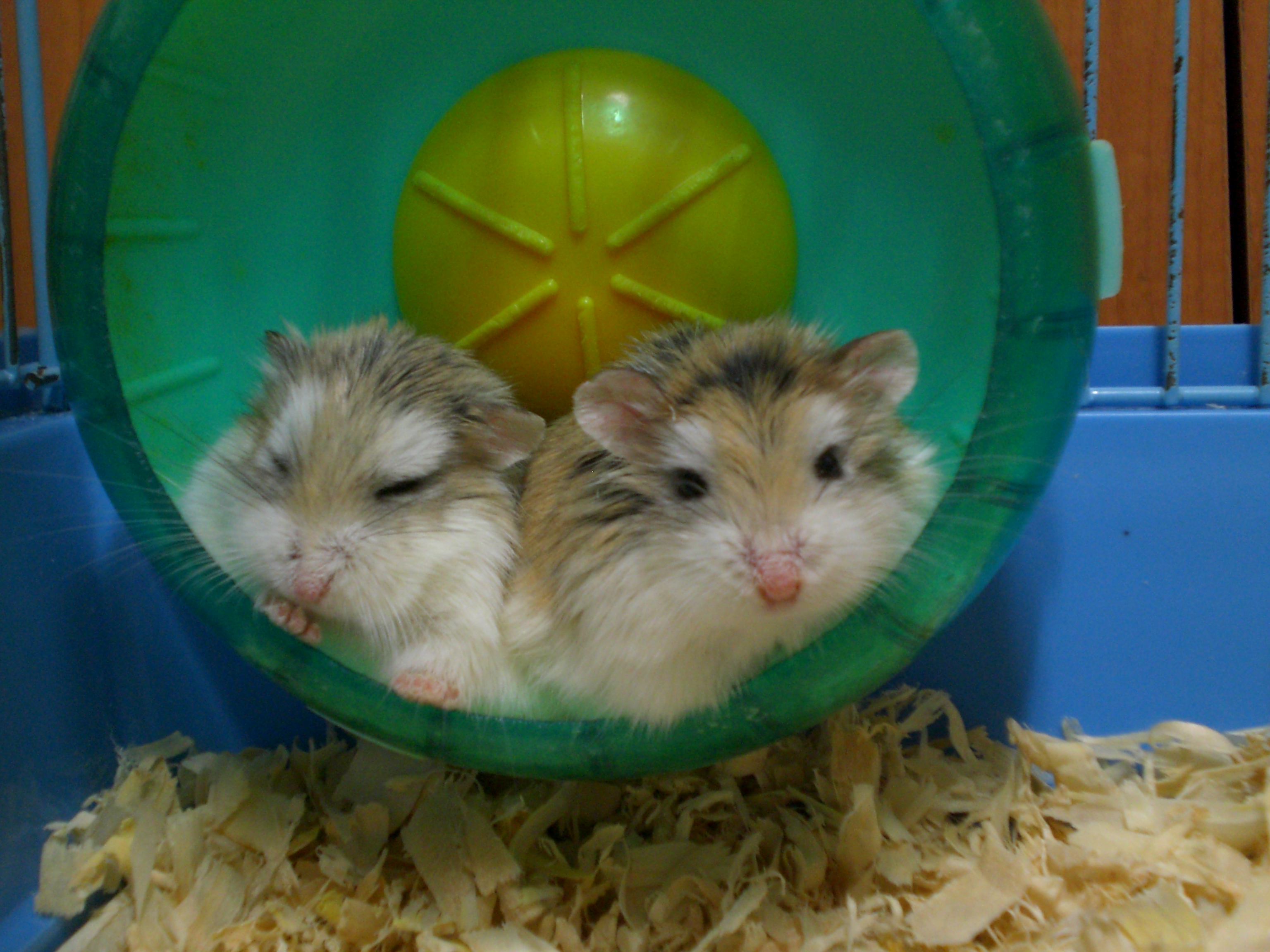 スリ・置き引き・空き巣について@韓国