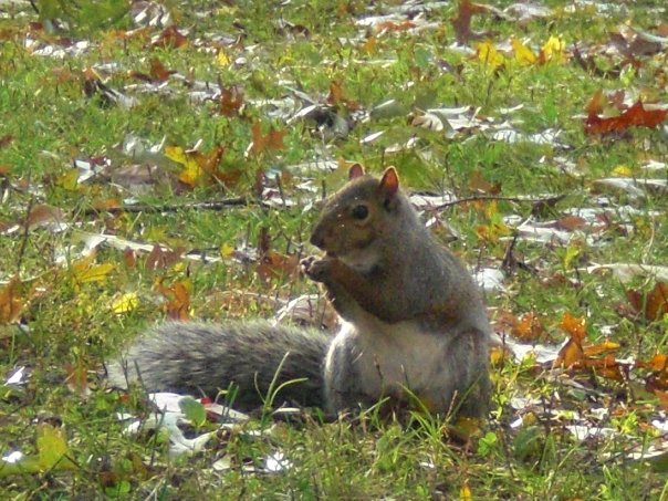 レンタカーしてみよう!@カナダ