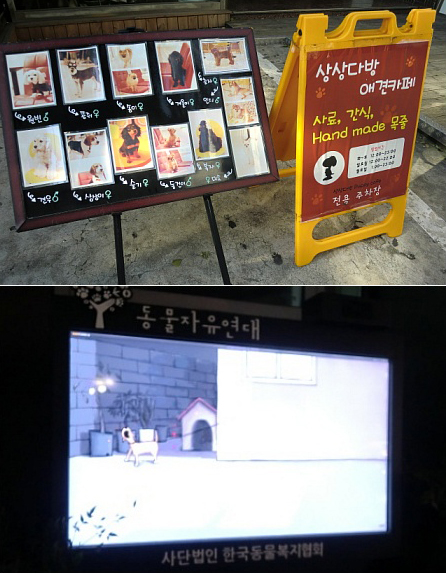 韓国のペット事情