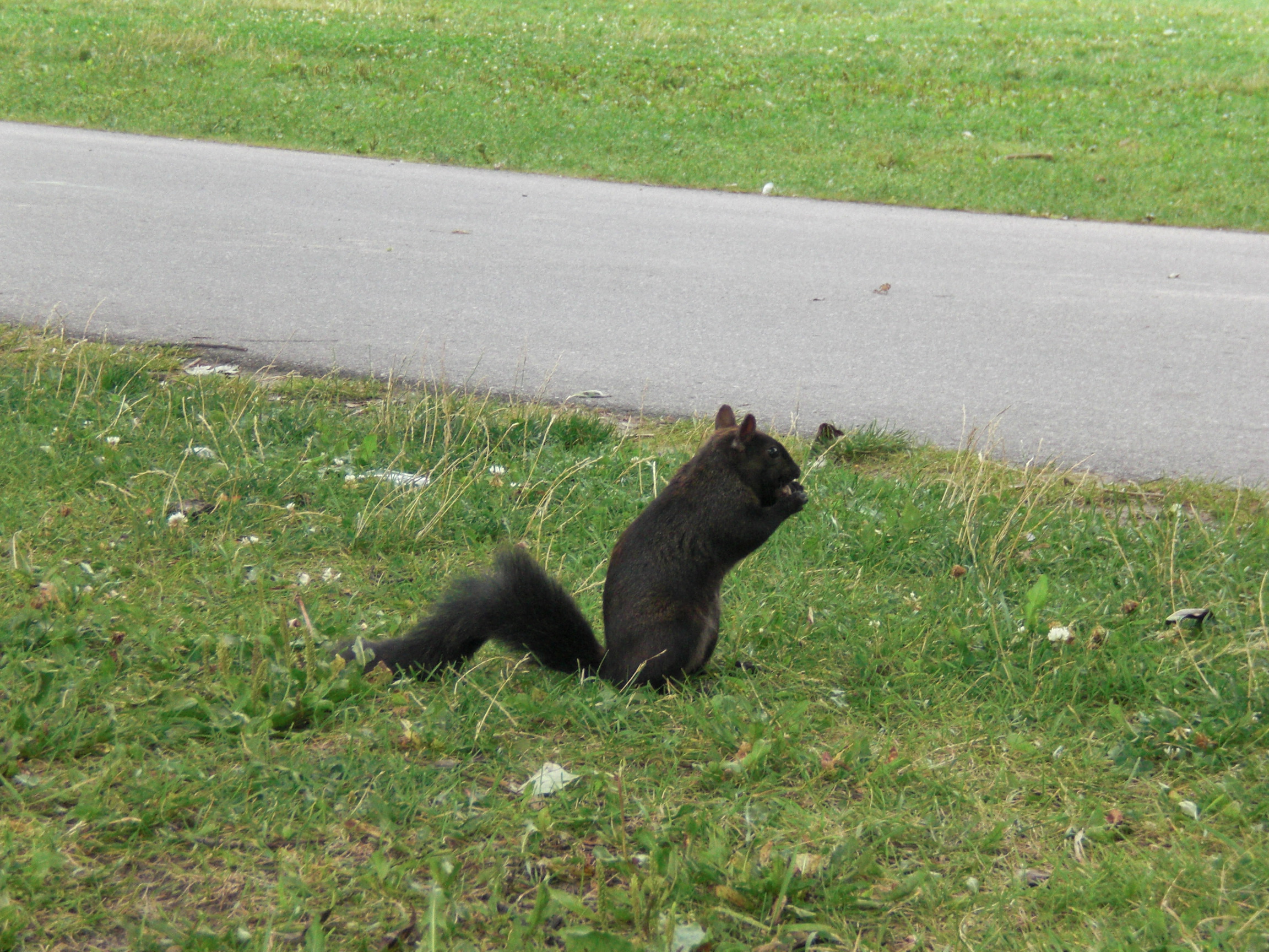 トロントでおすすめのファーストフード