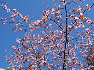 失敗した想い出@バンクーバー