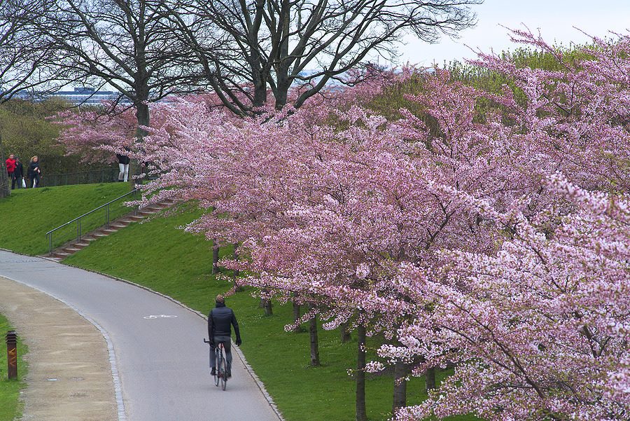 デンマークで活躍する日本人