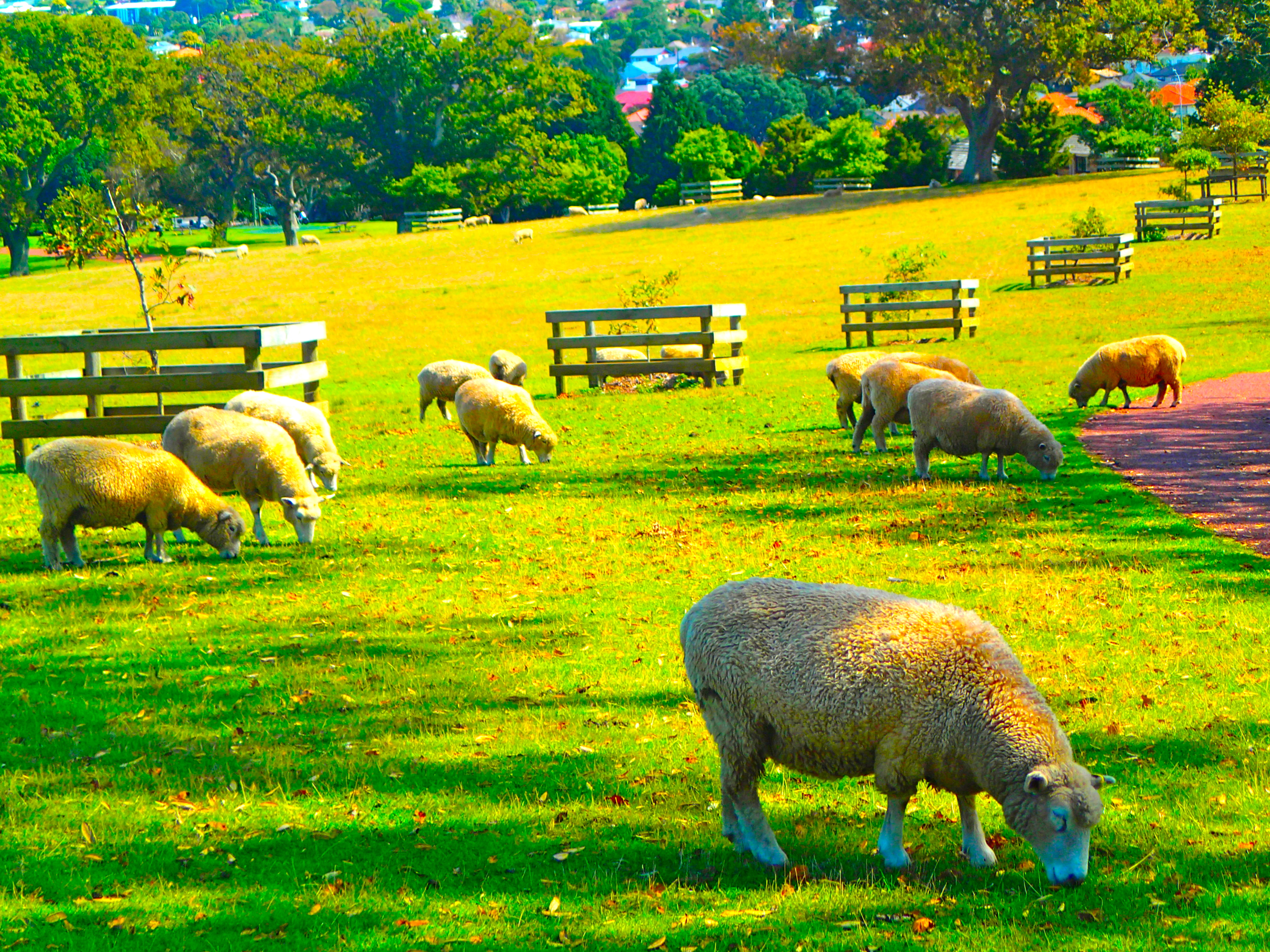 ワーホリビザの申請@NZ