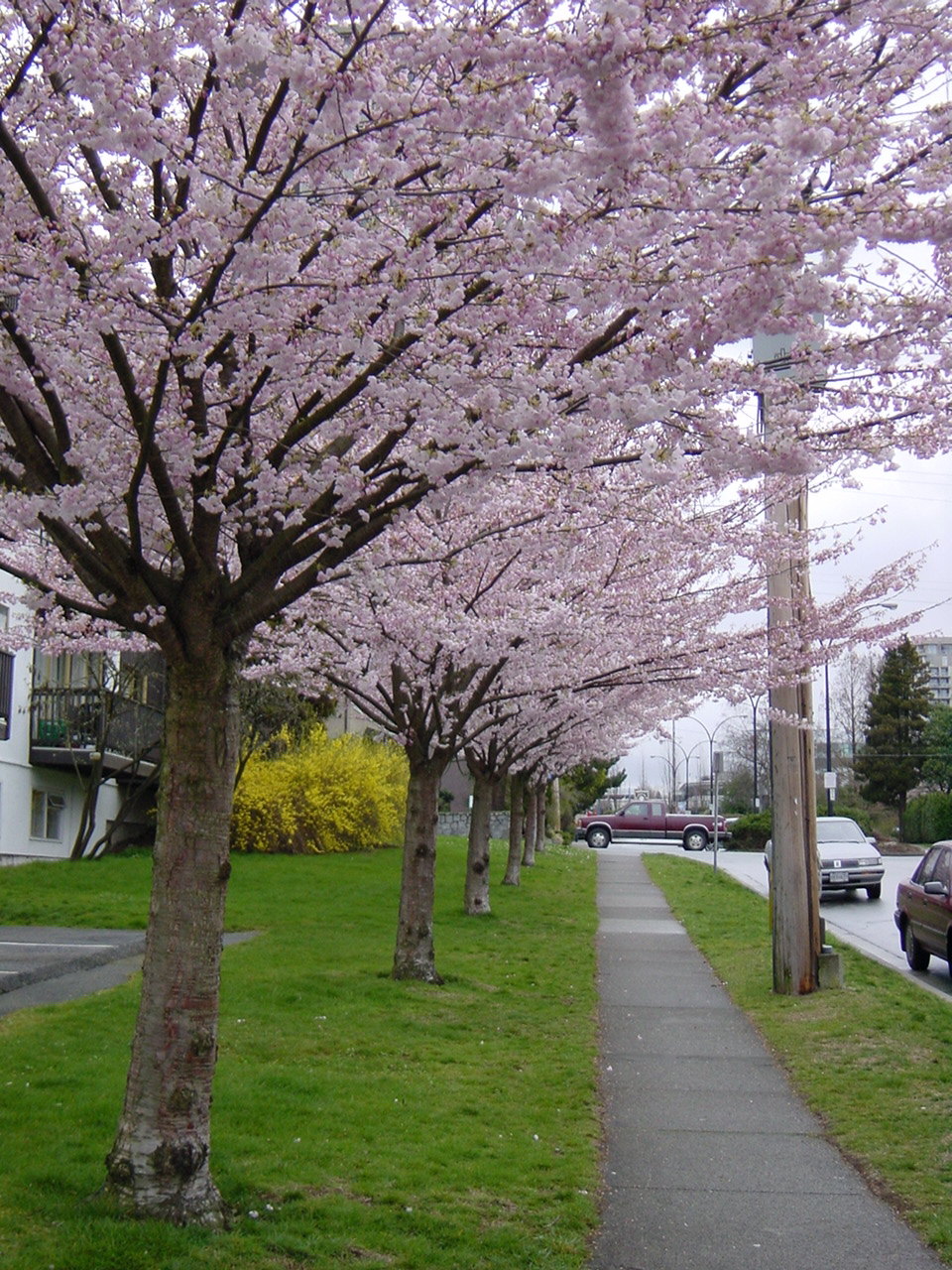 バンクーバーで活躍する日本人