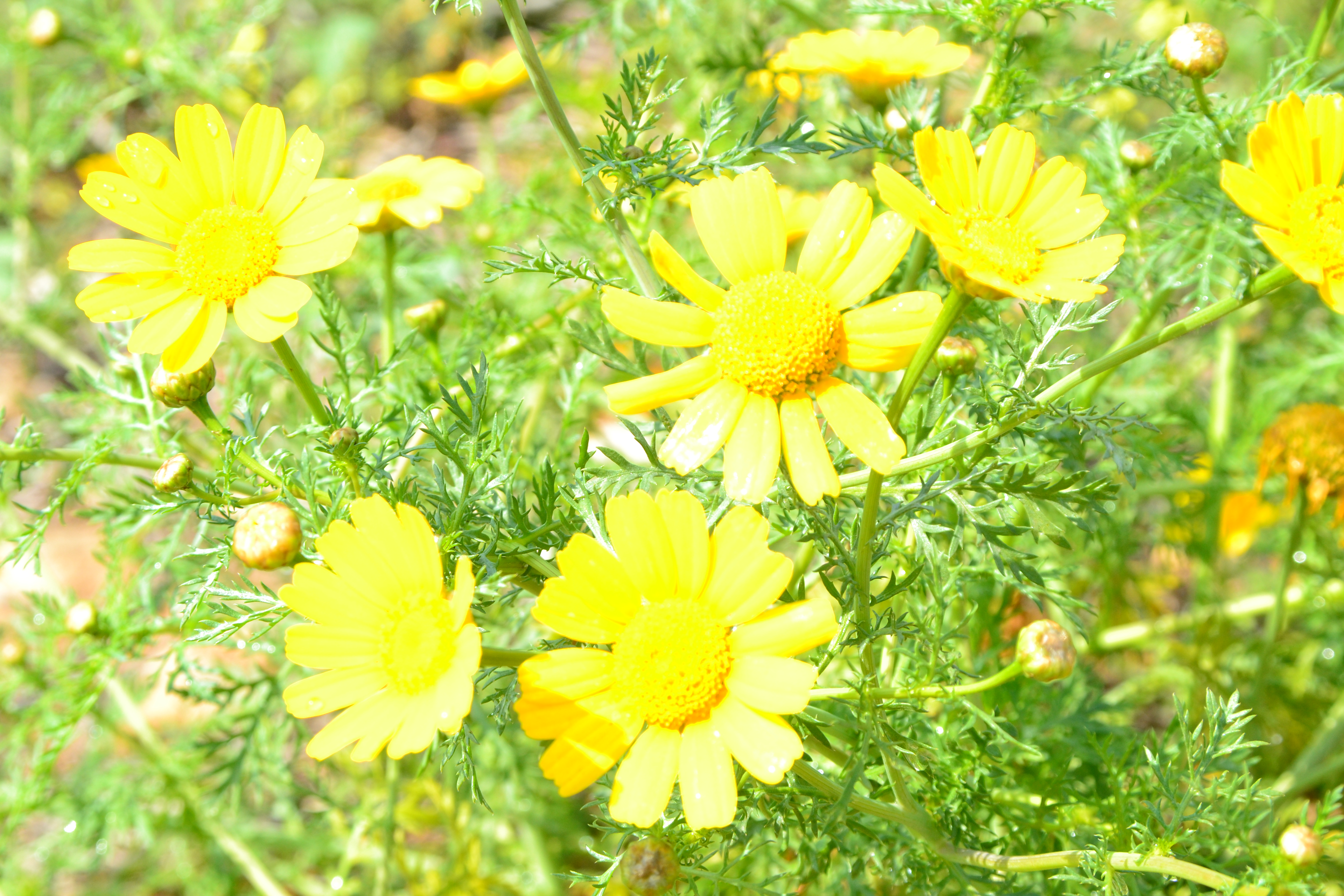 夏の過ごし方@アイルランド