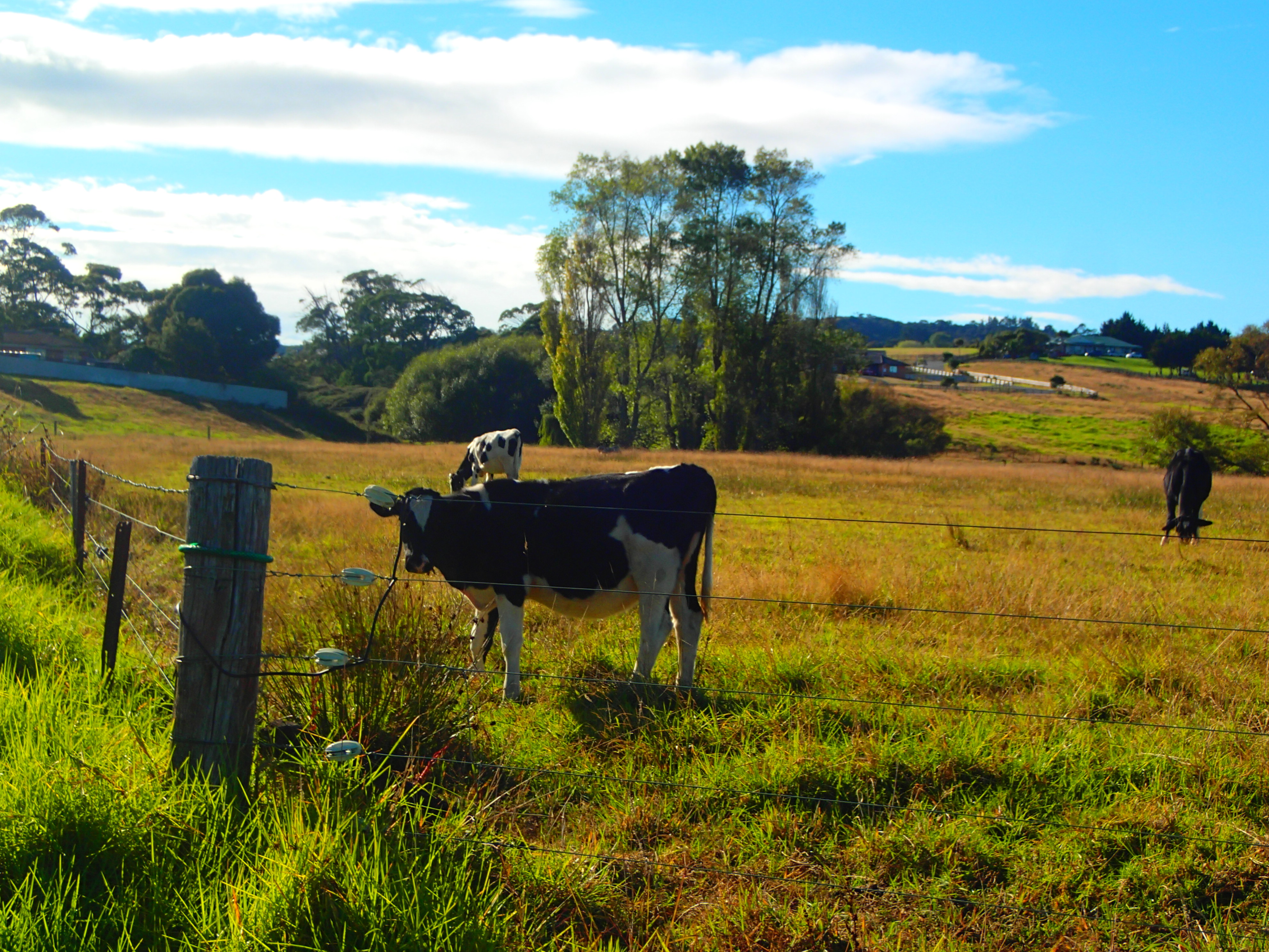 持っててよかった〜!お役立ちグッズ@NZ