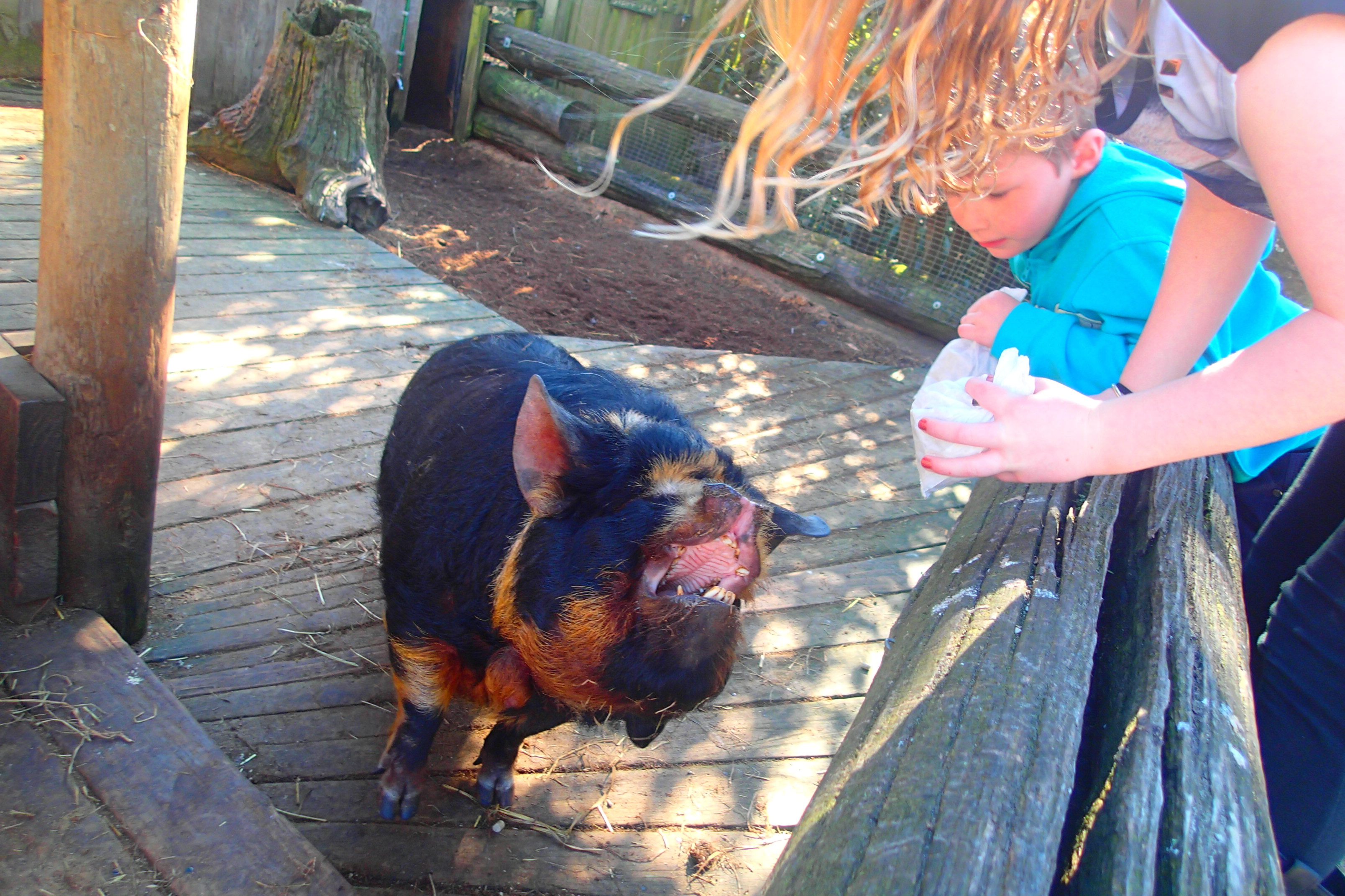 KIA ORA!どこまで知ってる?マオリ文化@NZ