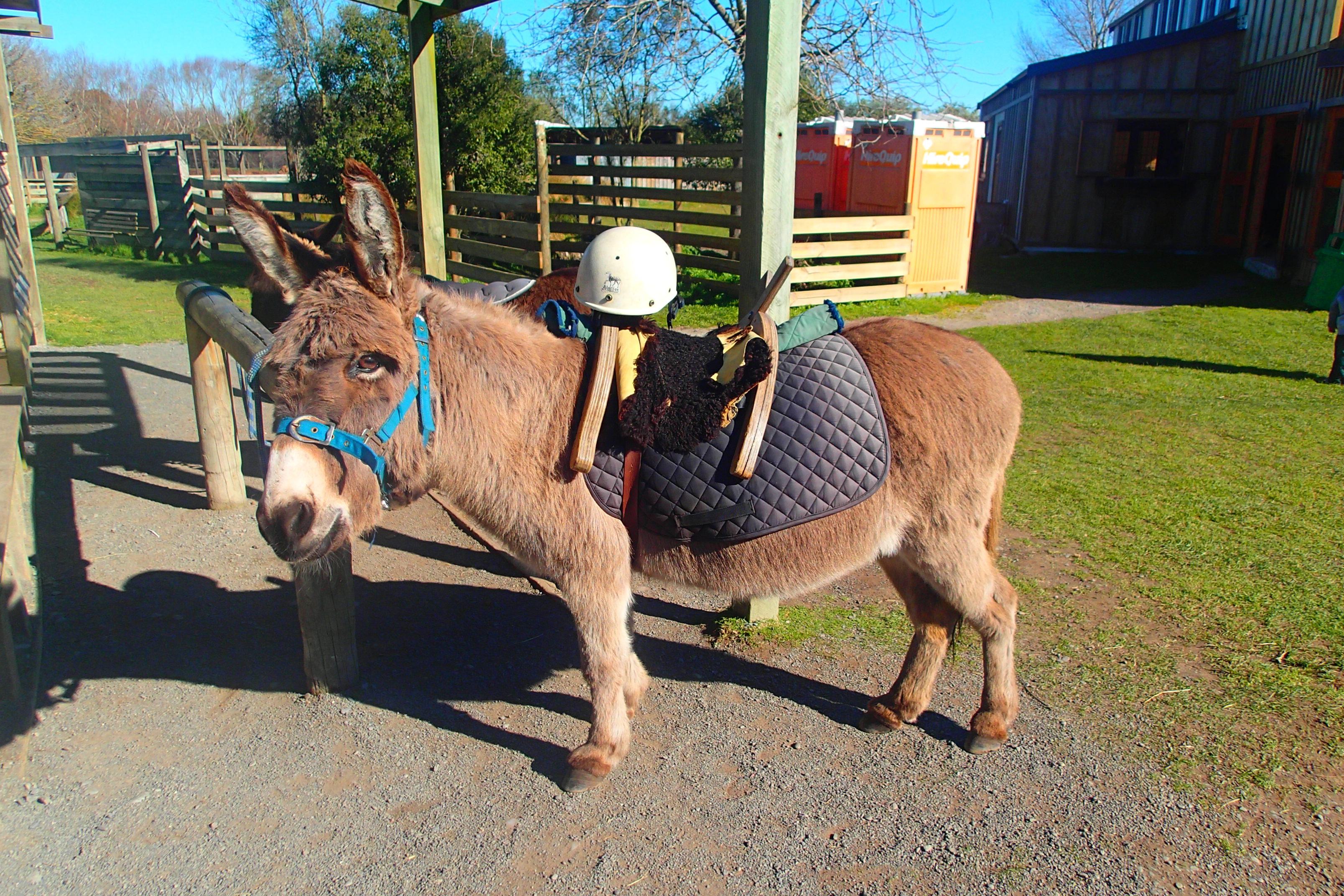 英語上達のコツとは!?@NZ
