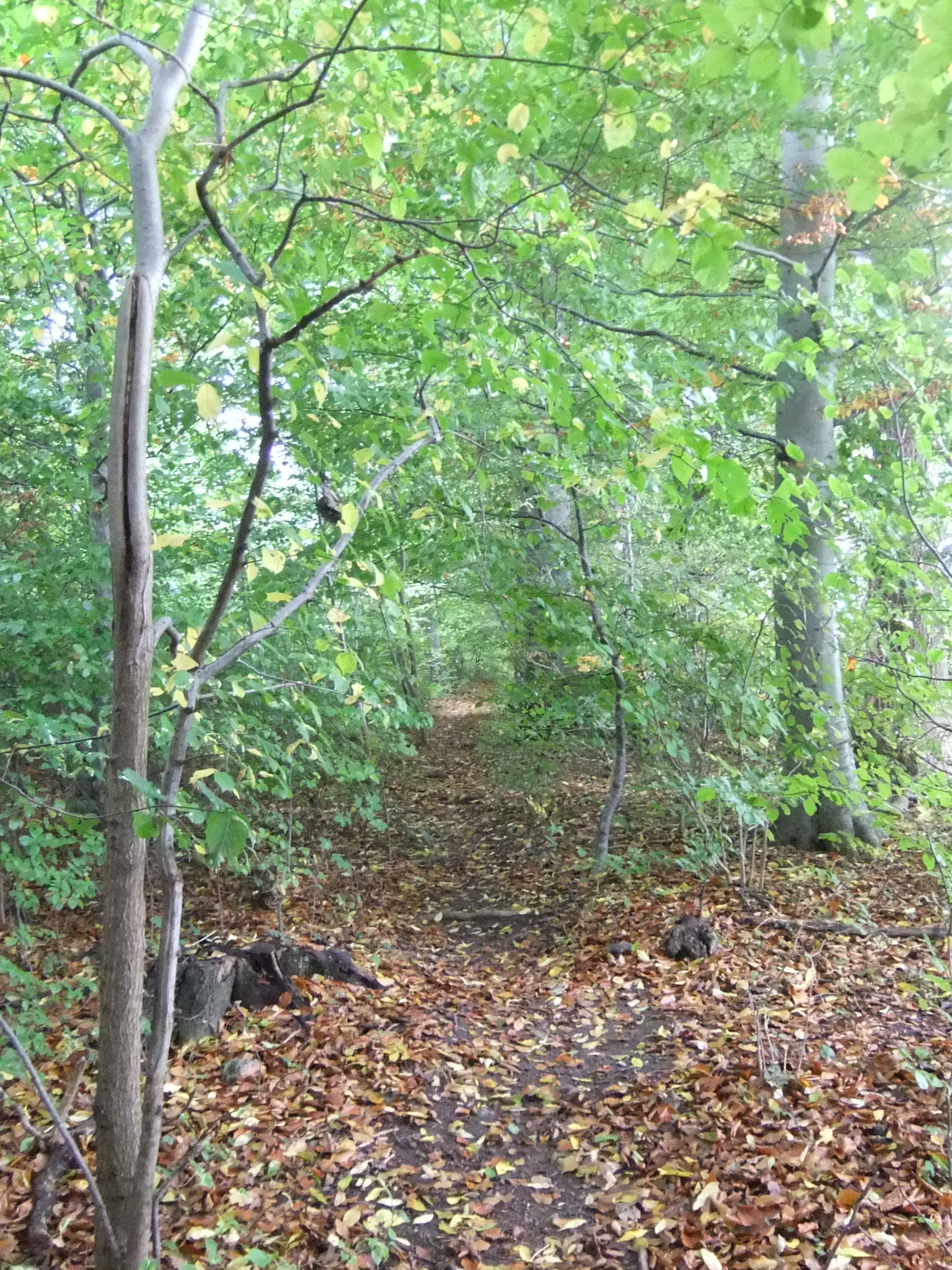 これだけはやっておこう@デンマーク