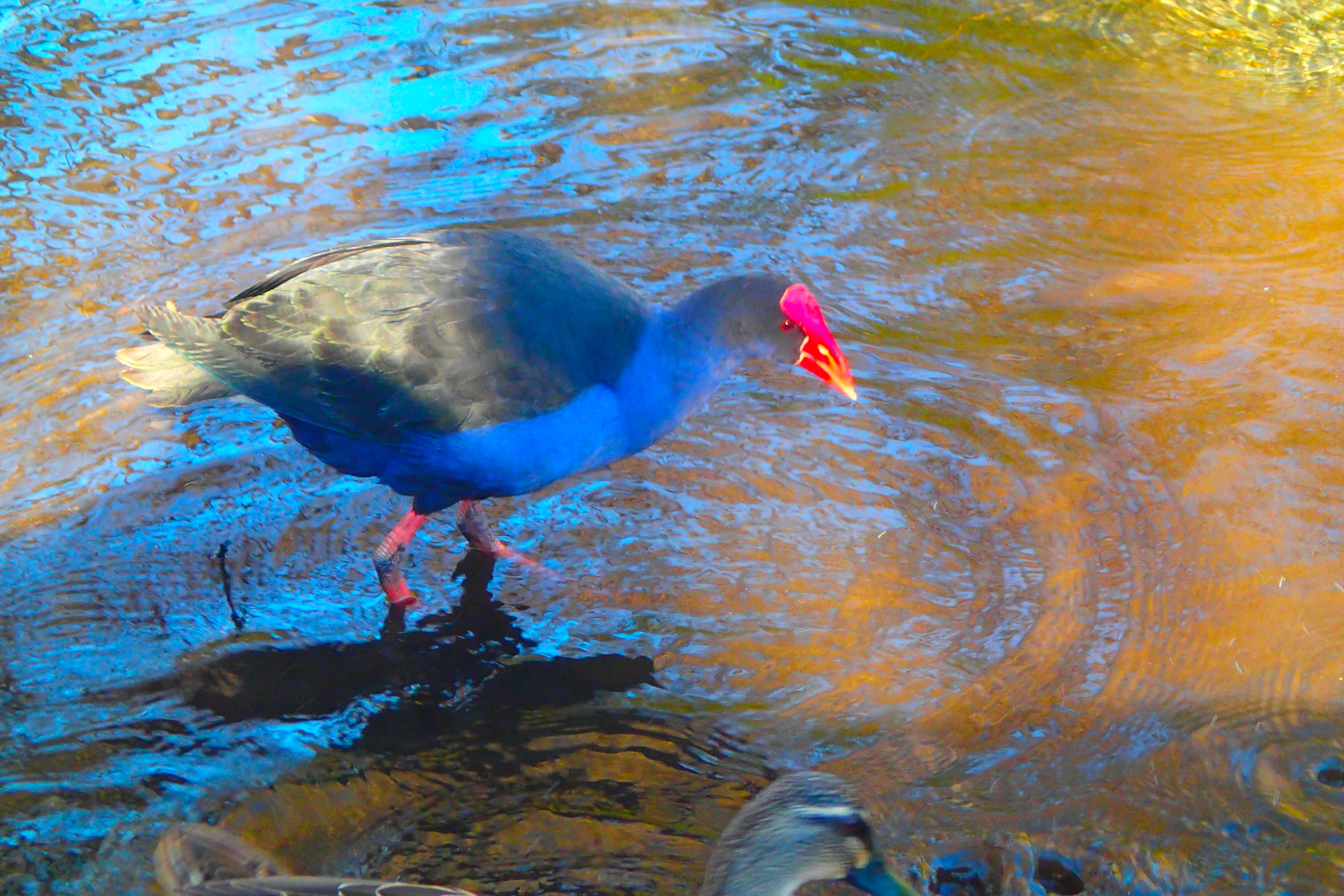 うっかり風邪を引いてしまったら@NZ