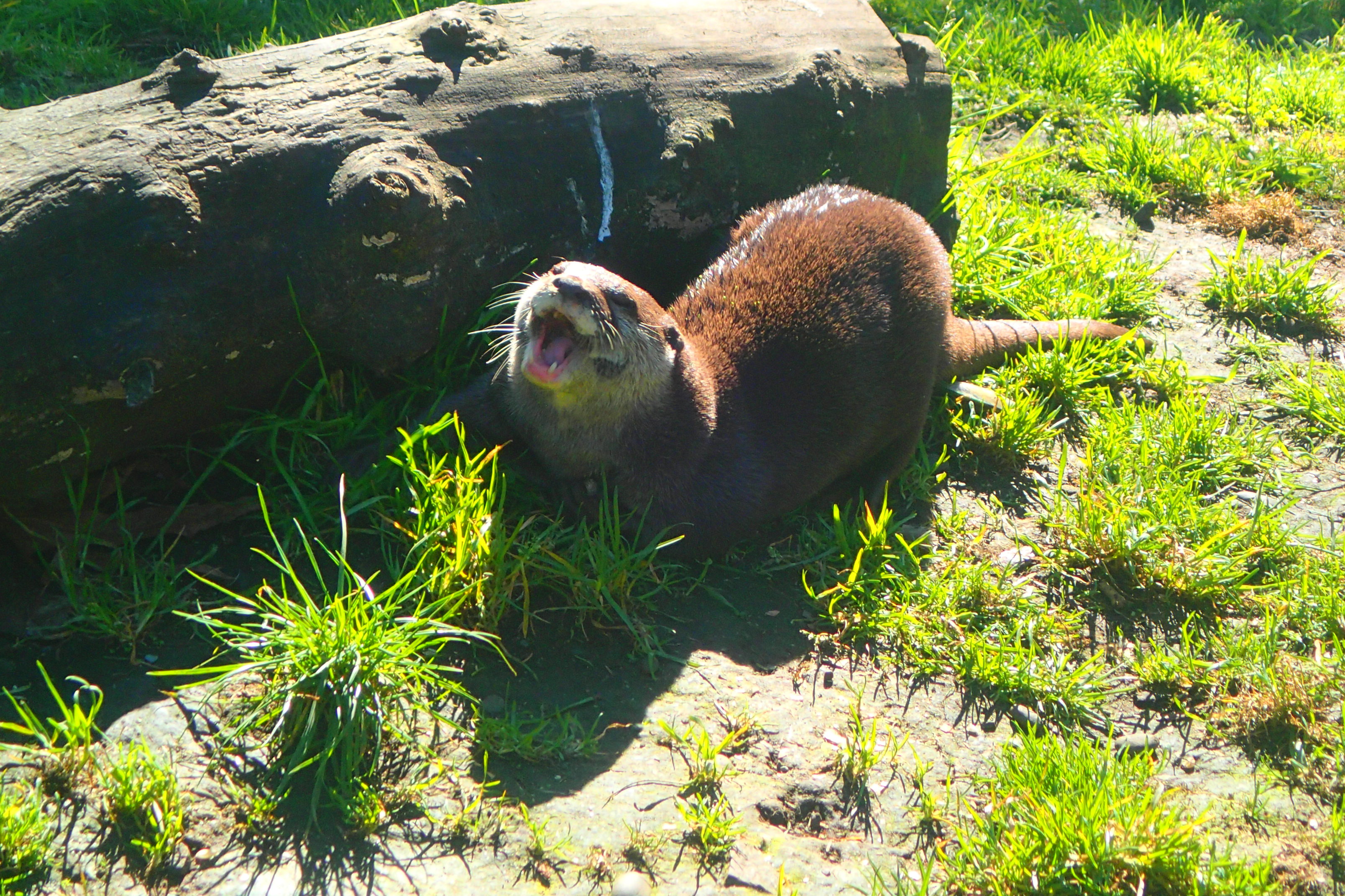 海外生活での発見@NZ