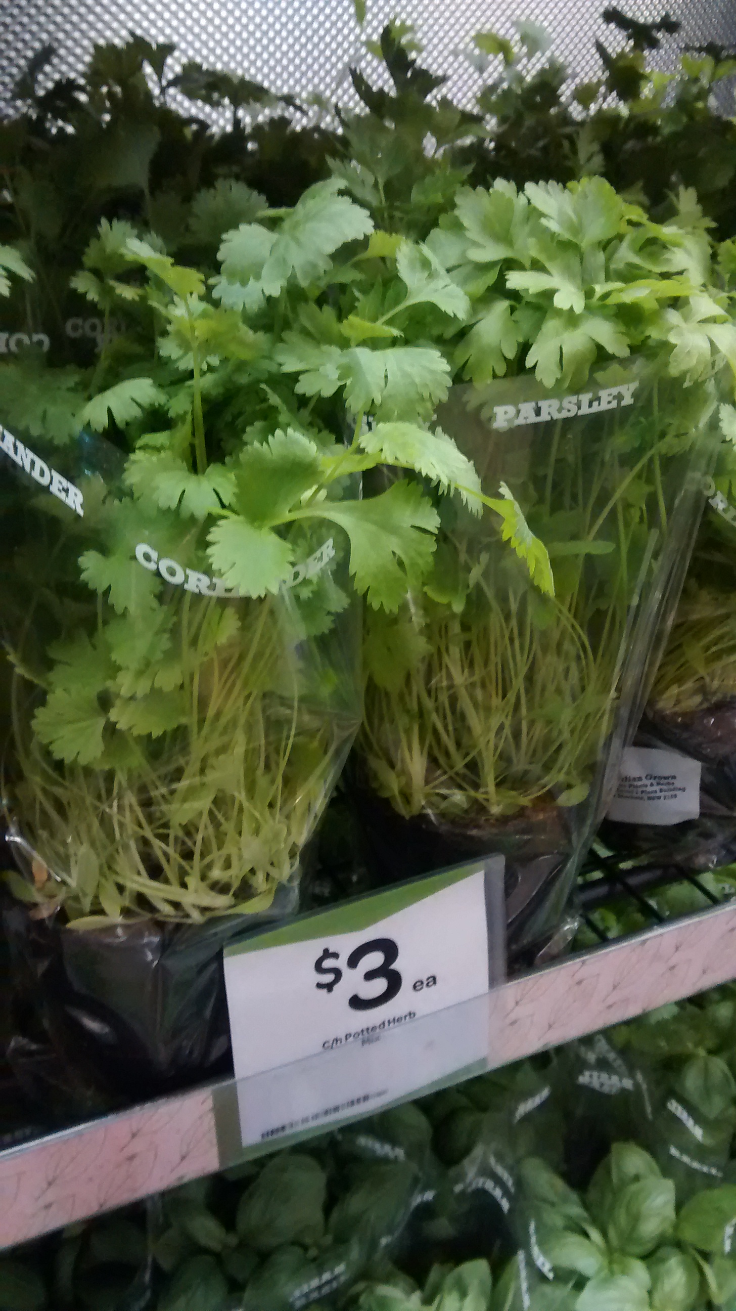 渡航後に好きになった食べ物@NZ