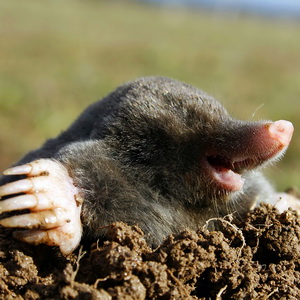 フランスで、引きこもりモグラにならない方法