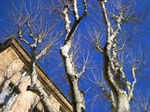 フランスでがんばる日本人