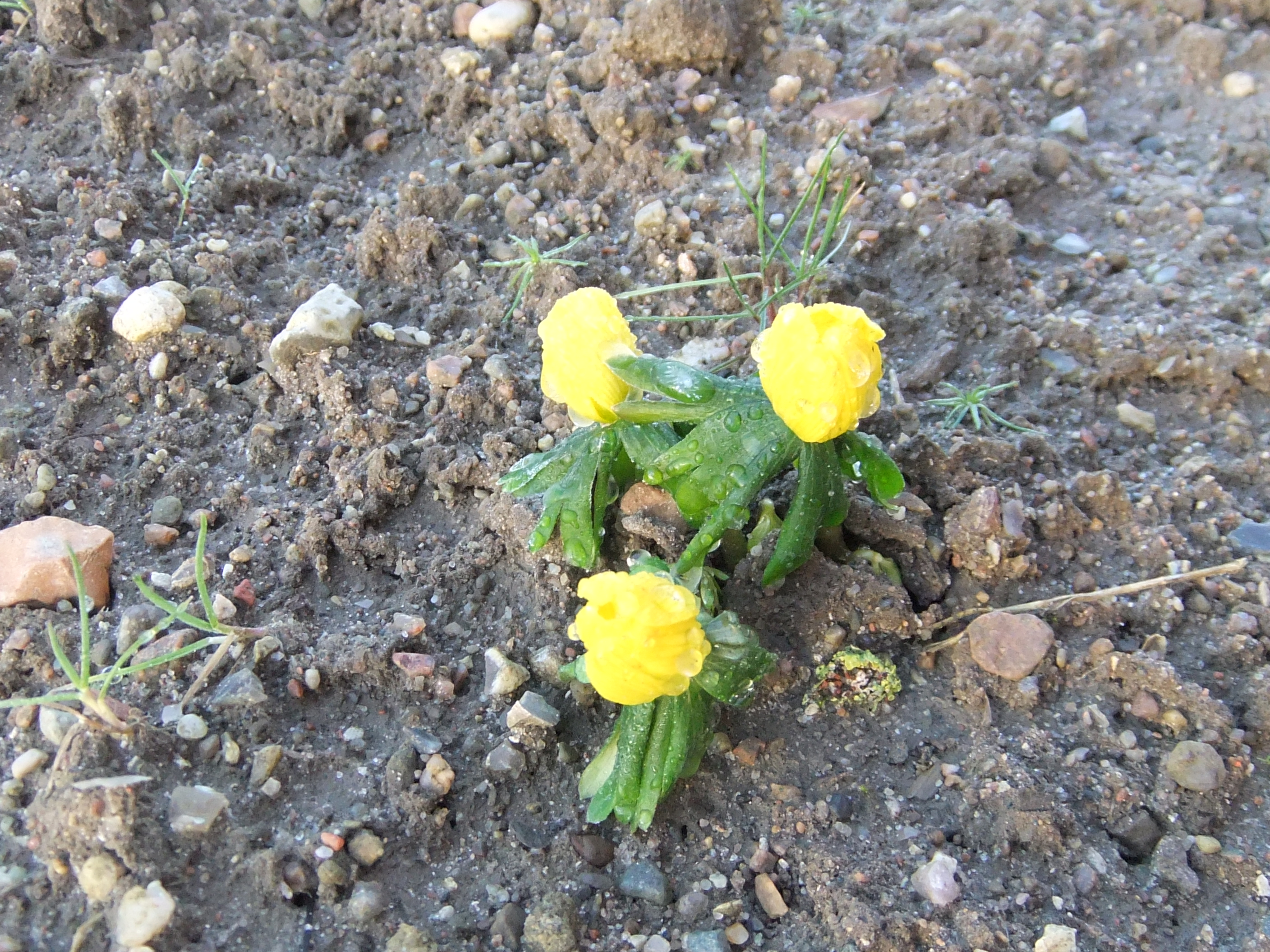 お土産@でんまーく