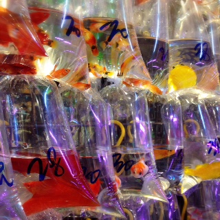 私のホームシック解消法@香港