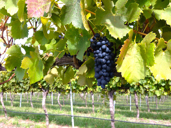 ビザのためのボランティア活動廃止へ:オーストラリアのワーキングホリデーレポート(その3):ワーキングホリデー・海外留学生活情報