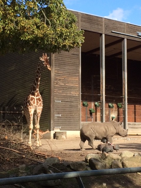 波紋を呼んだコペンハーゲン動物園のその後