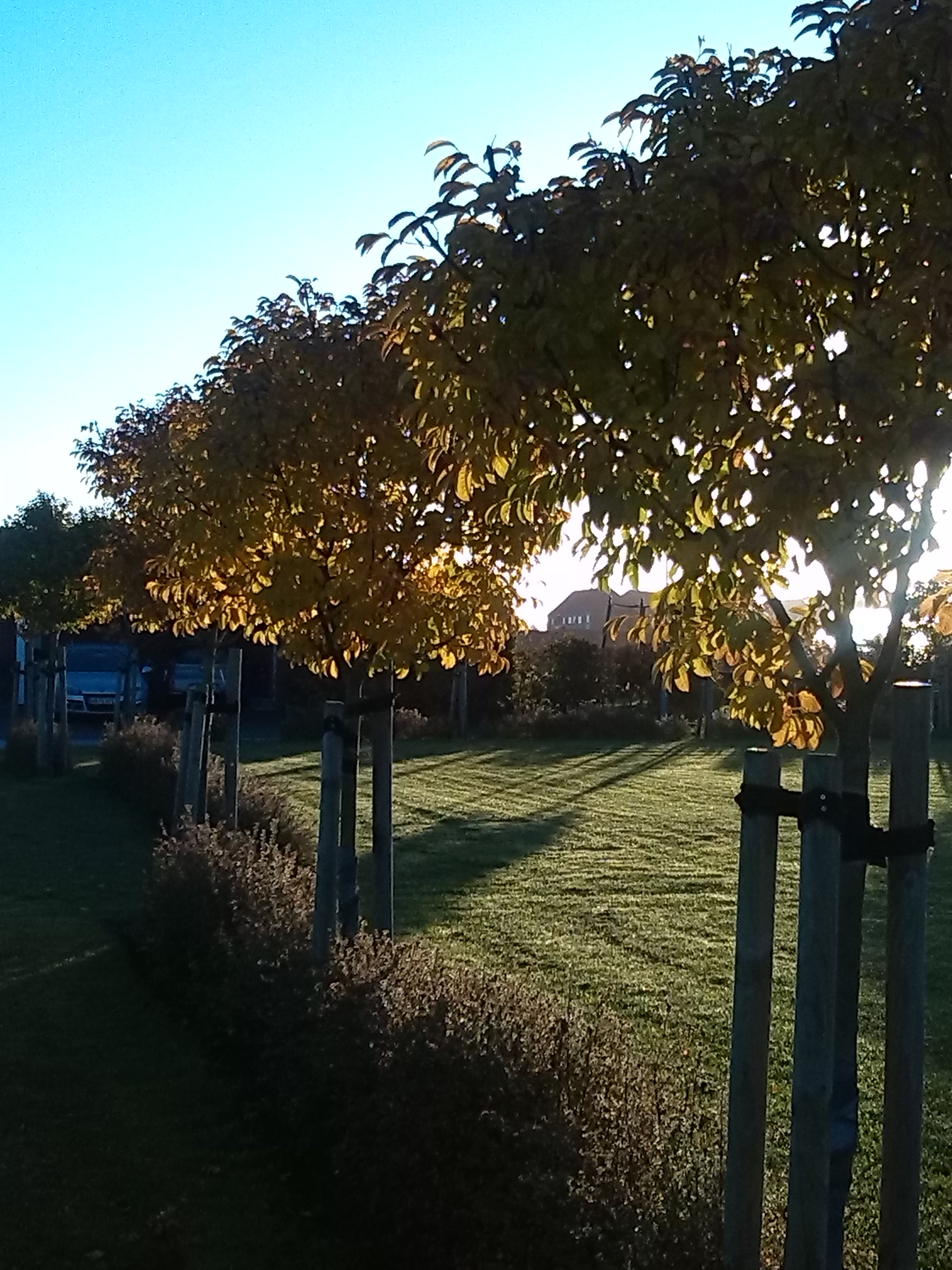 おりひめジャパン@でんまーく