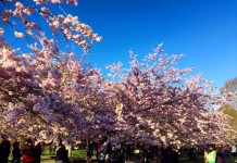 デンマーク発 危険から自分の身を守るための知恵