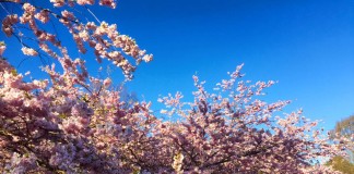 デンマーク発 危険から自分の身を守るための知恵