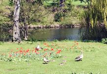 デンマーク人の友達を作るには?