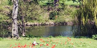 デンマーク人の友達を作るには?