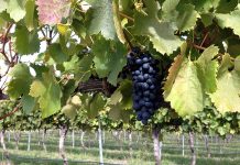 32.5%の高税率! オーストラリアの「Backpacker Tax」は導入直前?