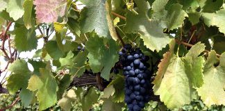 32.5%の高税率! オーストラリアの「Backpacker Tax」は導入直前?