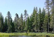 毎日のお買い物の節約術@バンクーバー