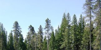 毎日のお買い物の節約術@バンクーバー