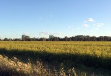 オーストラリアの『バックパッカー税』は導入見送りか?