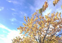 夏が終わったと思ったらすぐに冬に・・・ノルウェーの短い秋の楽しみ