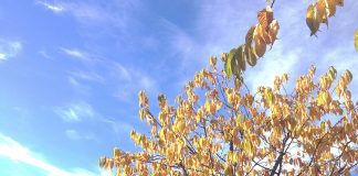 夏が終わったと思ったらすぐに冬に・・・ノルウェーの短い秋の楽しみ