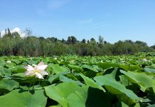 フランス人が日本人に聞きたいことは?