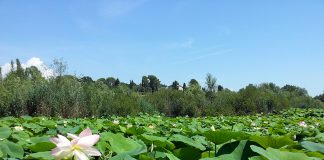 フランス人が日本人に聞きたいことは?