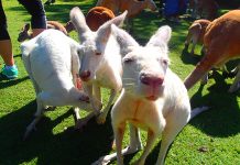 ダブル・ワーホリで体験する、似ているようで違うAUSとNZ!