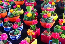 NZで始めるワーホリ生活で「高いもの」「安いもの」