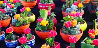 NZで始めるワーホリ生活で「高いもの」「安いもの」