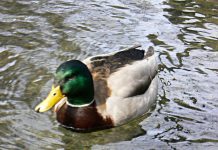 ときどき英語が通じないっ! マルティカルチャーの街、バンクーバー