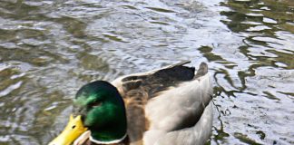 ときどき英語が通じないっ! マルティカルチャーの街、バンクーバー