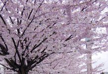 私がワーホリでカナダに来て思ったこと