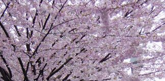 私がワーホリでカナダに来て思ったこと