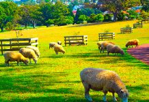 sweet as! ・NZに住んでみて、気がついたこと