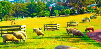 sweet as! ・NZに住んでみて、気がついたこと