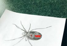 蛇がいない国、鳥が飛ばない国