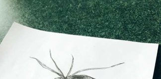 蛇がいない国、鳥が飛ばない国