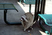 意外と危険なもの@バンクーバー